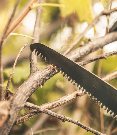 Oklahoma City Tree Pruning