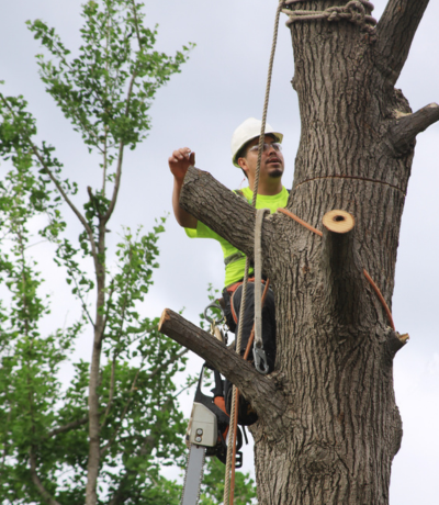 Oklahoma City Tree Cutting