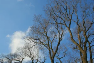 Oklahoma March Tree Care