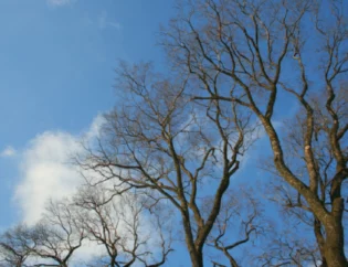 Oklahoma March Tree Care