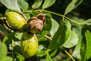 Oklahoma Pecan Tree