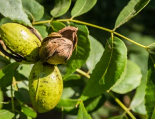 Oklahoma Pecan Tree