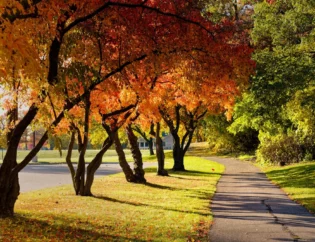 Fall Trees in Tulsa