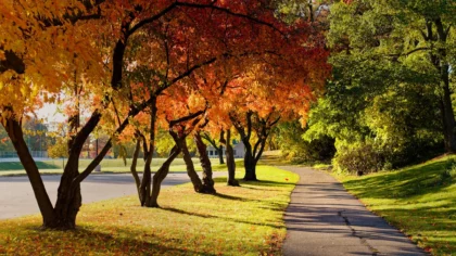 Fall Trees in Tulsa