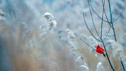 Early Winter in Oklahoma