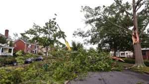 Tree Service Tree Removal