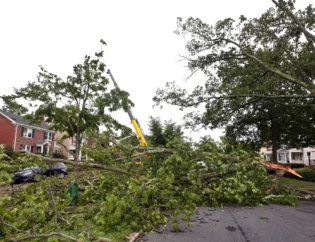 Tree Service Tree Removal
