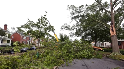 Tree Service Tree Removal
