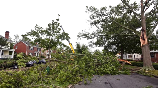 Tree Service Tree Removal