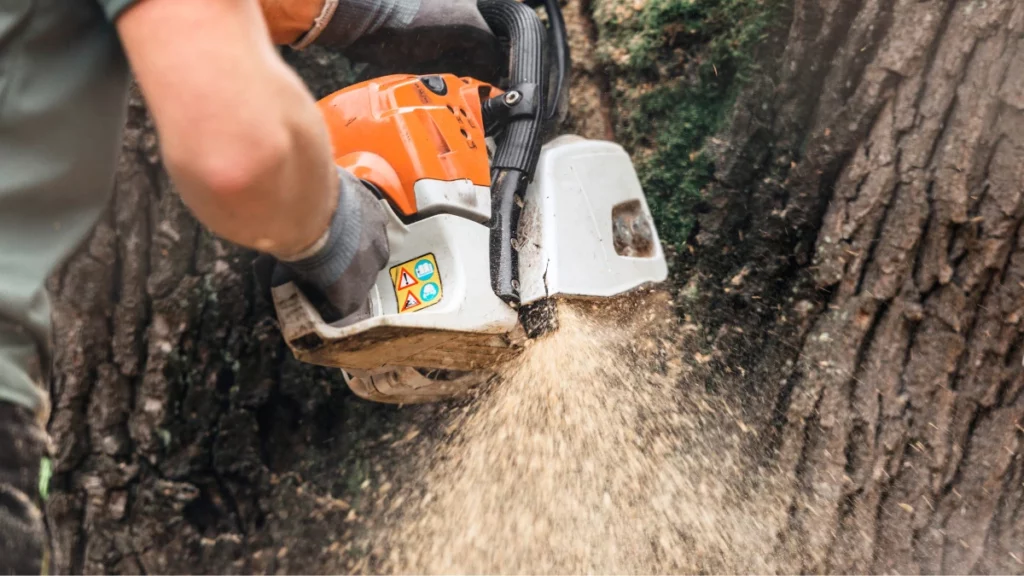 Broken Arrow Oklahoma Tree Services